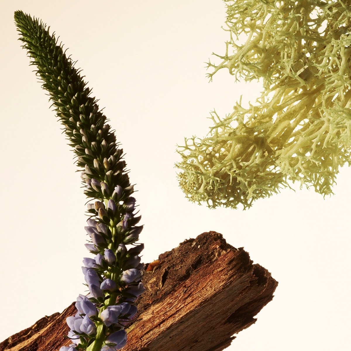 WOODY OAK RARE FRAGRANCE LAYERING BALM